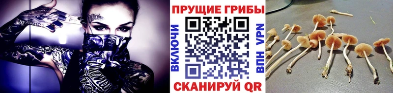 Псилоцибиновые грибы Psilocybe купить наркоту Асино